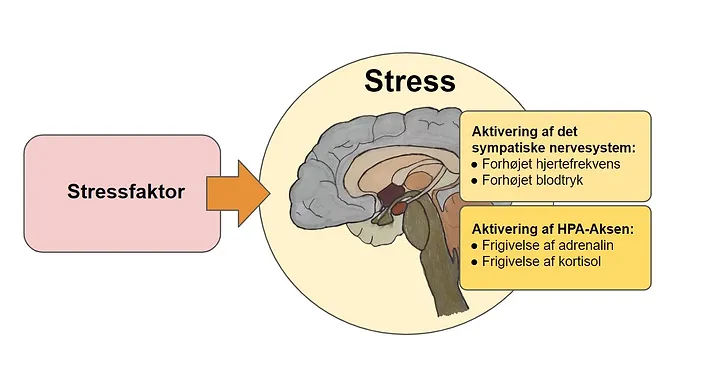 Langvarig stress - stress faktor - stress - autonome nervesystem og stress hormon