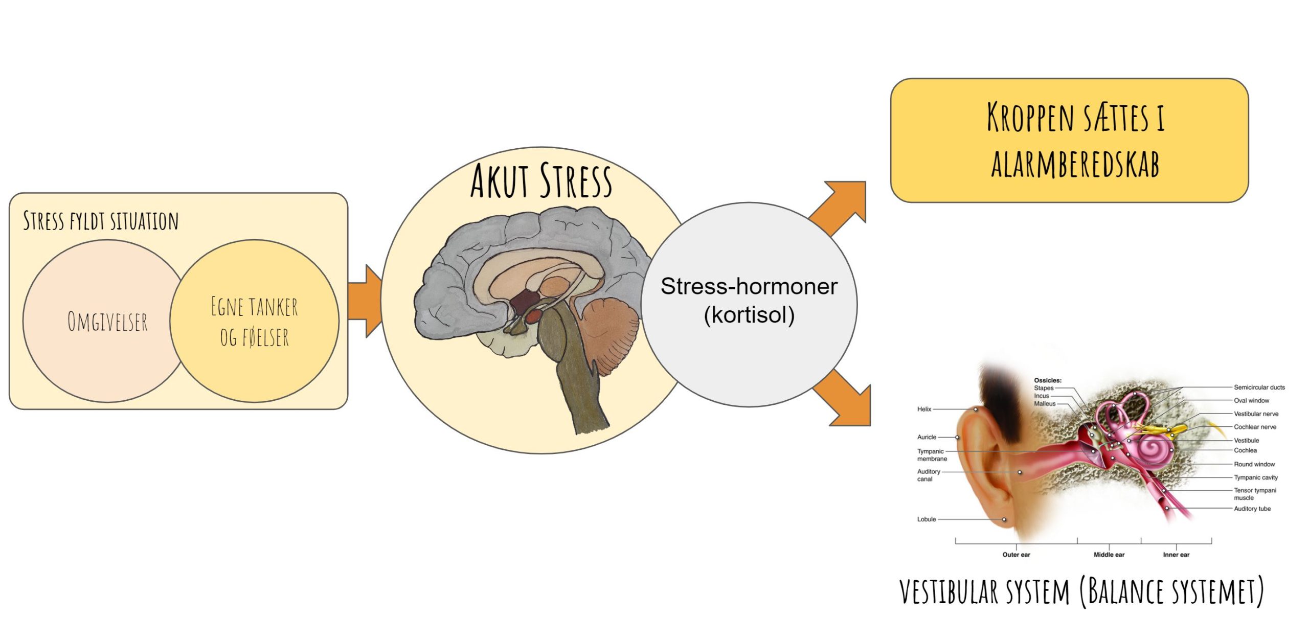 svimmelhed stress kortisol vestibular system